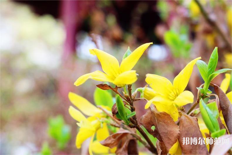海南師范大學(xué)2023年報(bào)名條件、招生要求、招生對象 