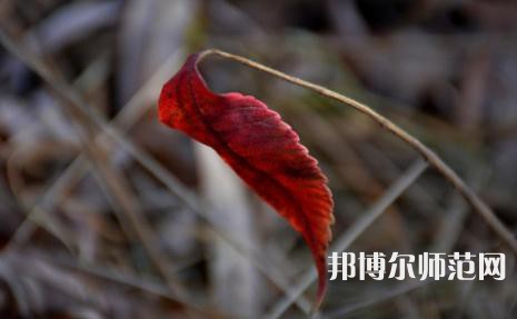 延安大學(xué)師范學(xué)院楊家?guī)X校區(qū)2023年有哪些專(zhuān)業(yè)