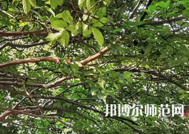湖南師范大學(xué)2023年報(bào)名條件、招生要求、招生對(duì)象